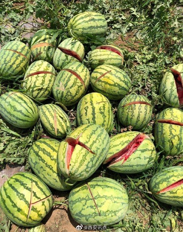 2000個西瓜被砍爛 給兒交學費給老人看病的錢全沒了