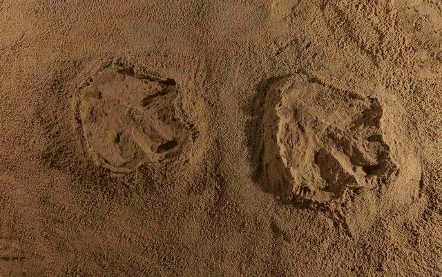 亞洲霸王龍足跡在江西贛州發現 中國乃至亞洲首次發現暴龍類足跡