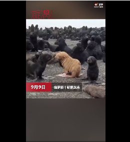 俄羅斯海灘現金色海豹 其實它患有罕見白化病