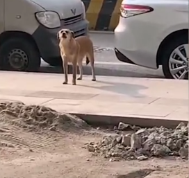 狗子絕育后連續3月到寵物醫院罵街 該狗疑似曾因絕育導致“失戀”